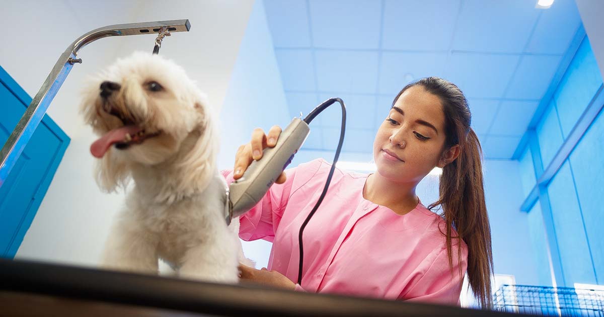 Dierenasielen zijn enkel na afspraak toegankelijk voor opvang en adoptie van dieren.