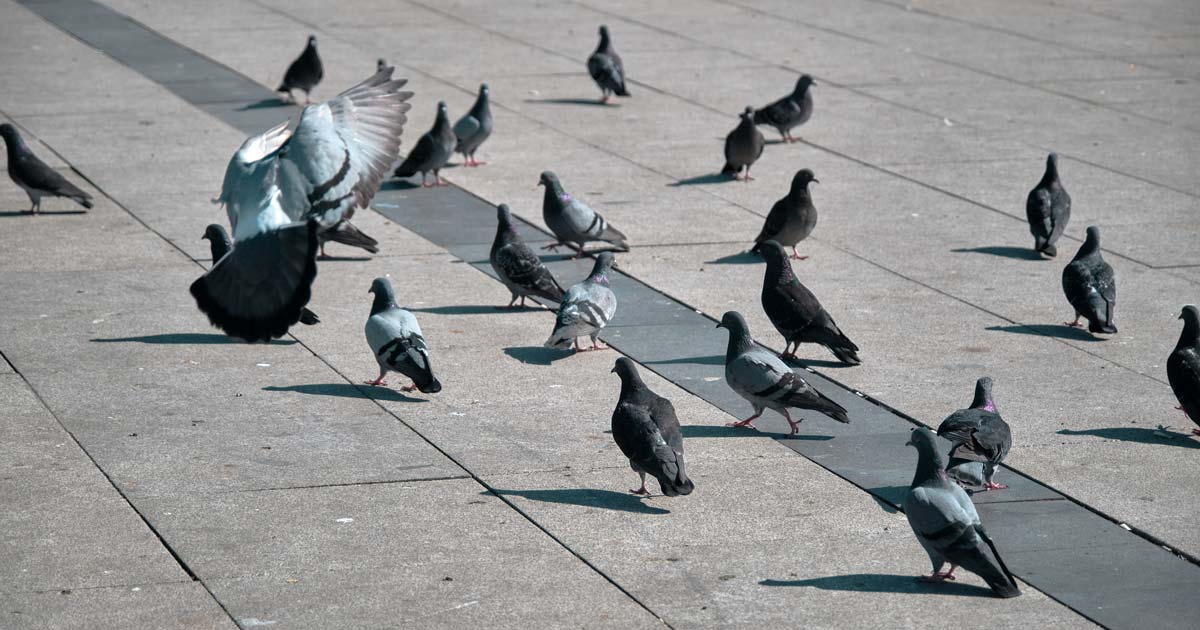 Duiven op een openbaar plein in de stad