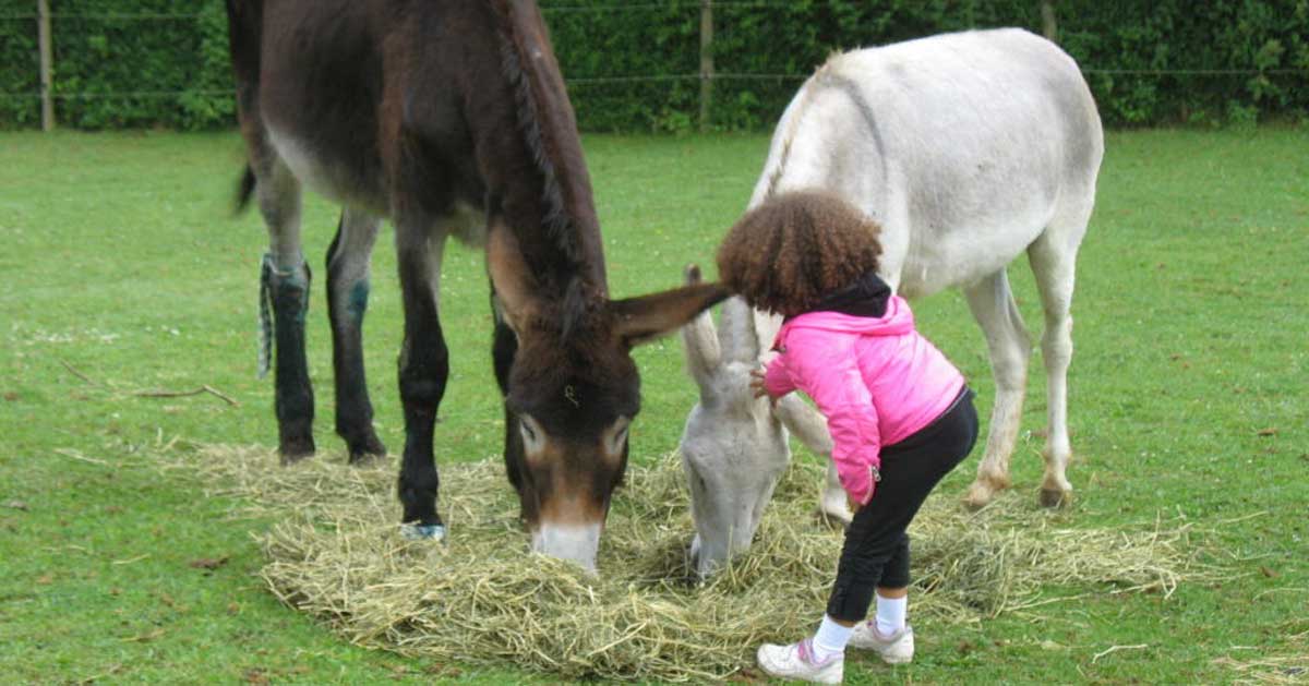 Ferme Nos Pilifs, les ânes