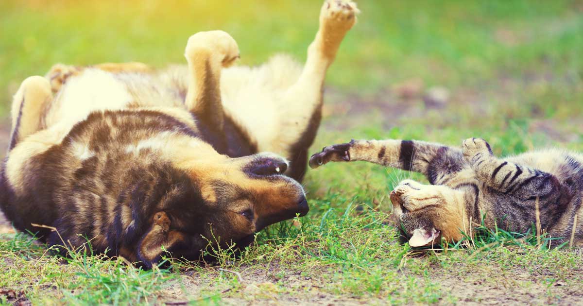 De favoriete namen voor honden en katten in het Brussels Hoofdstedelijk Gewest