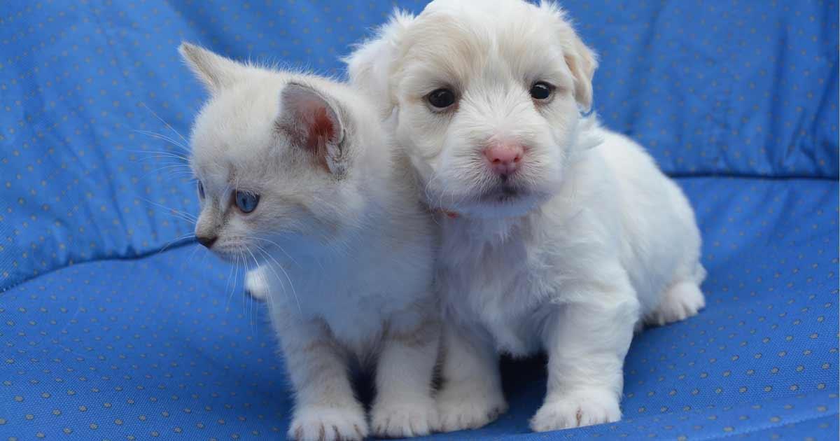 chiots et chatons peuvent rejoindre leurs propriétaires