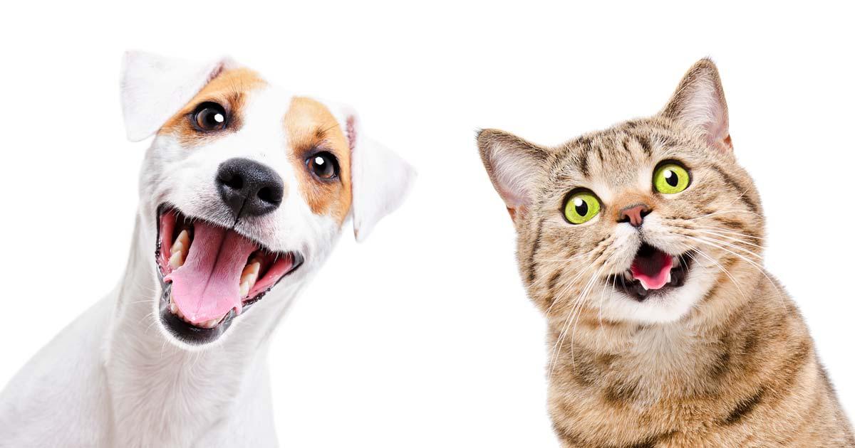 Begroting voor dierenwelzijn stijgt met 33%