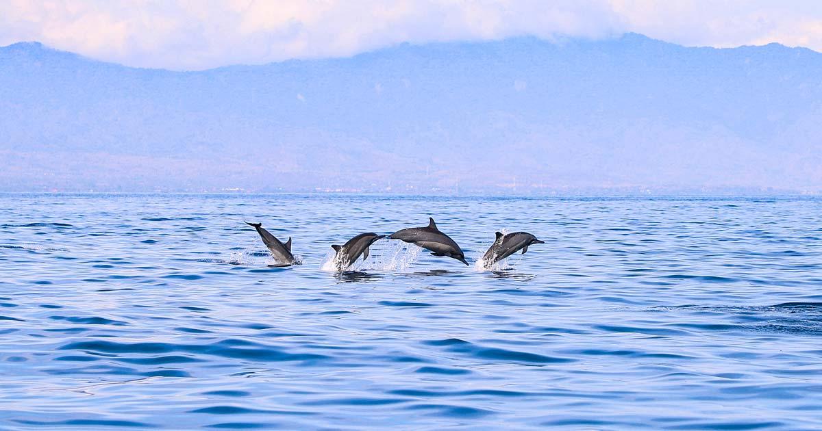 Dauphins en liberté