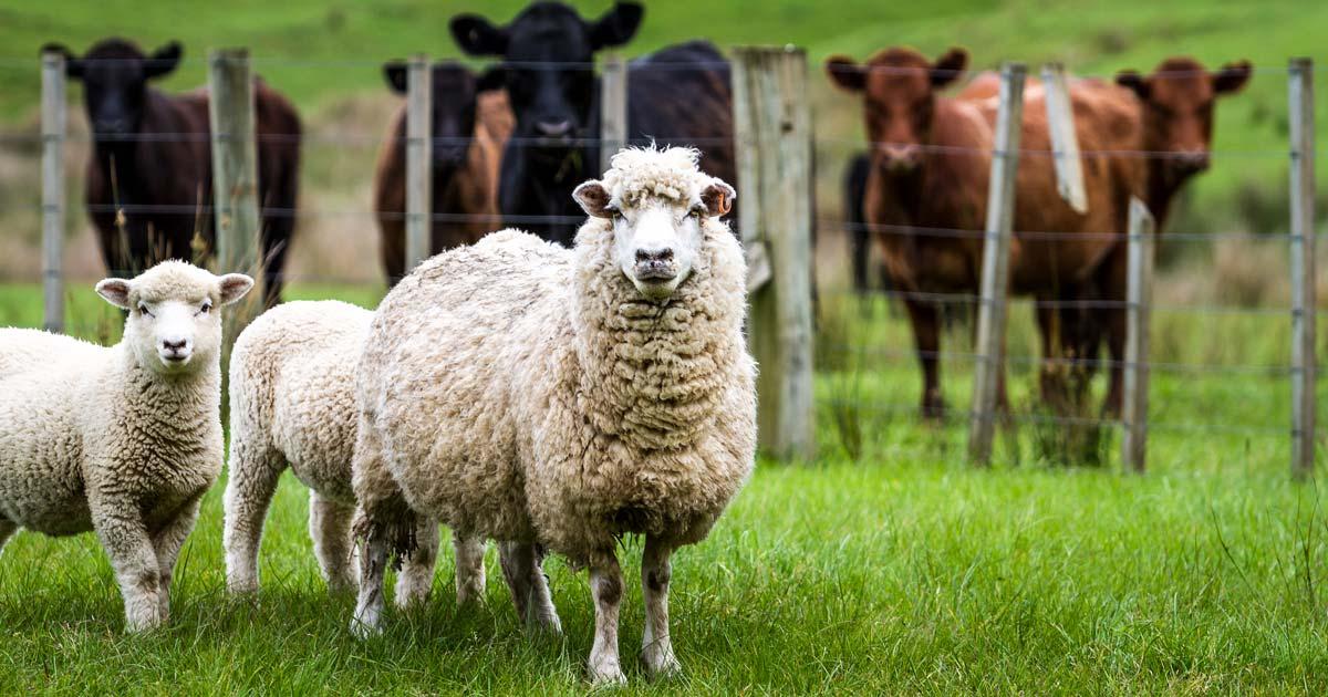 Schapen en koeien in de wei - illustratie bij het nieuwsbericht over slachten zonder bedwelming in het Brussels Hoofdstedelijk Gewest