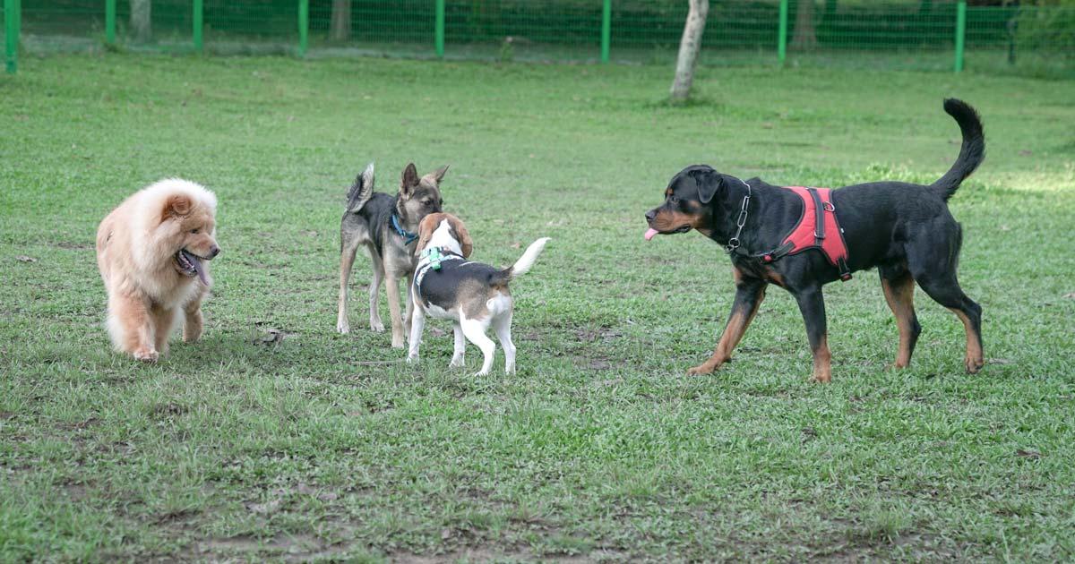 Chiens profitant d'un espace de liberté