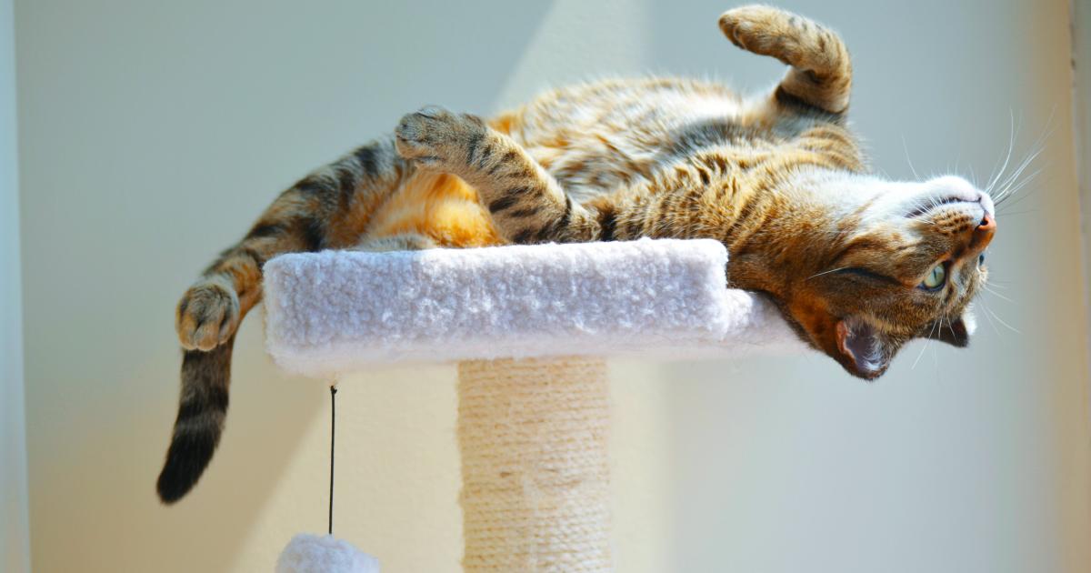 62% van dieren in Brusselse asielen zijn katten: “Meer sterilisatie nodig