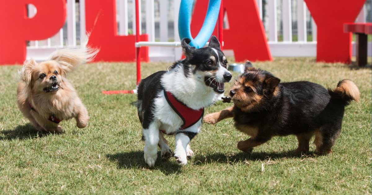 Speelweide voor honden