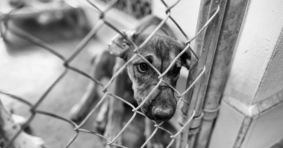 133 animaux maltraités ont été saisis en 2023 - Photo d'un chien maltraité saisi.